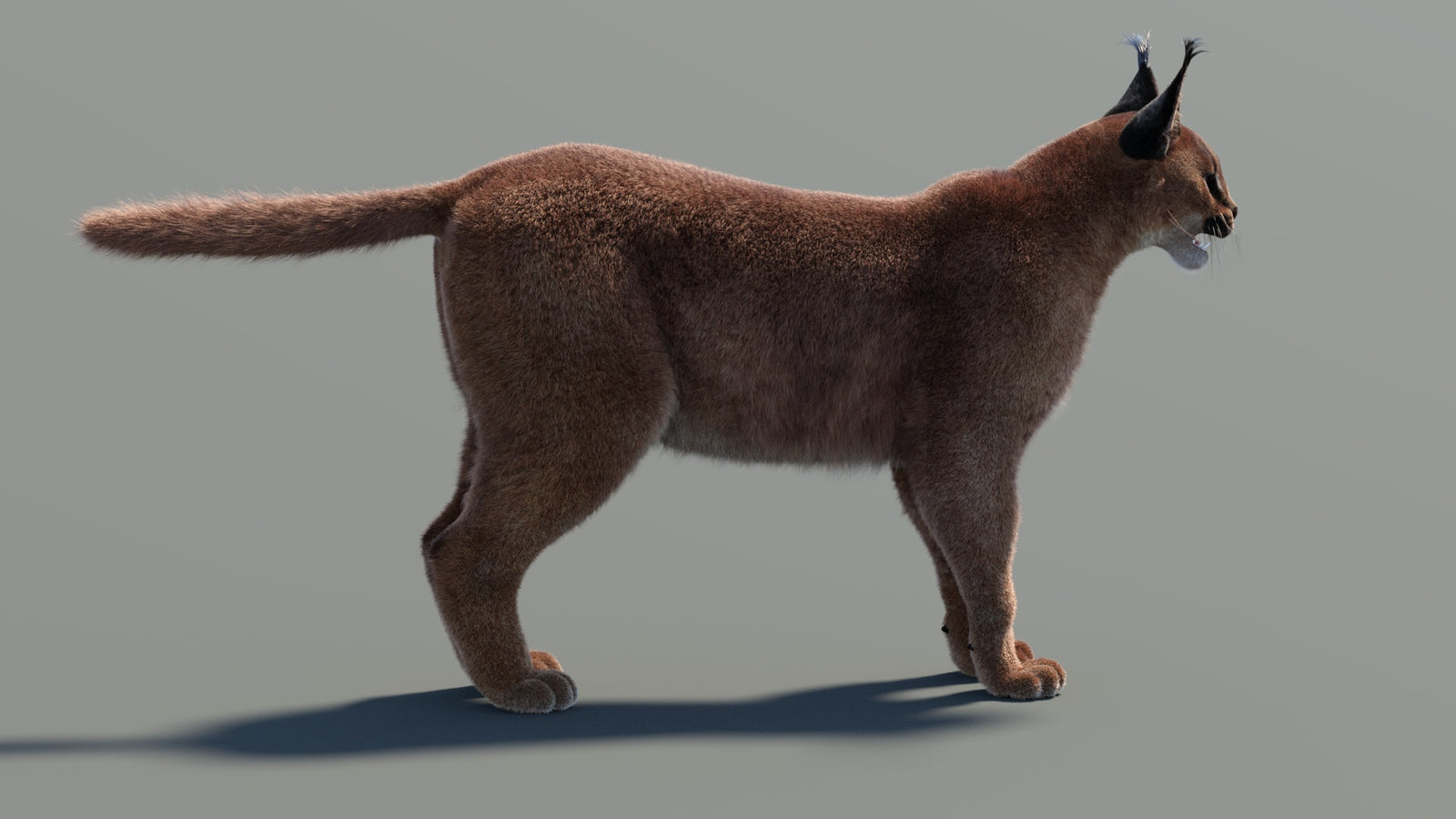 Caracal 3D Model Fur 360° view 1 frame 26