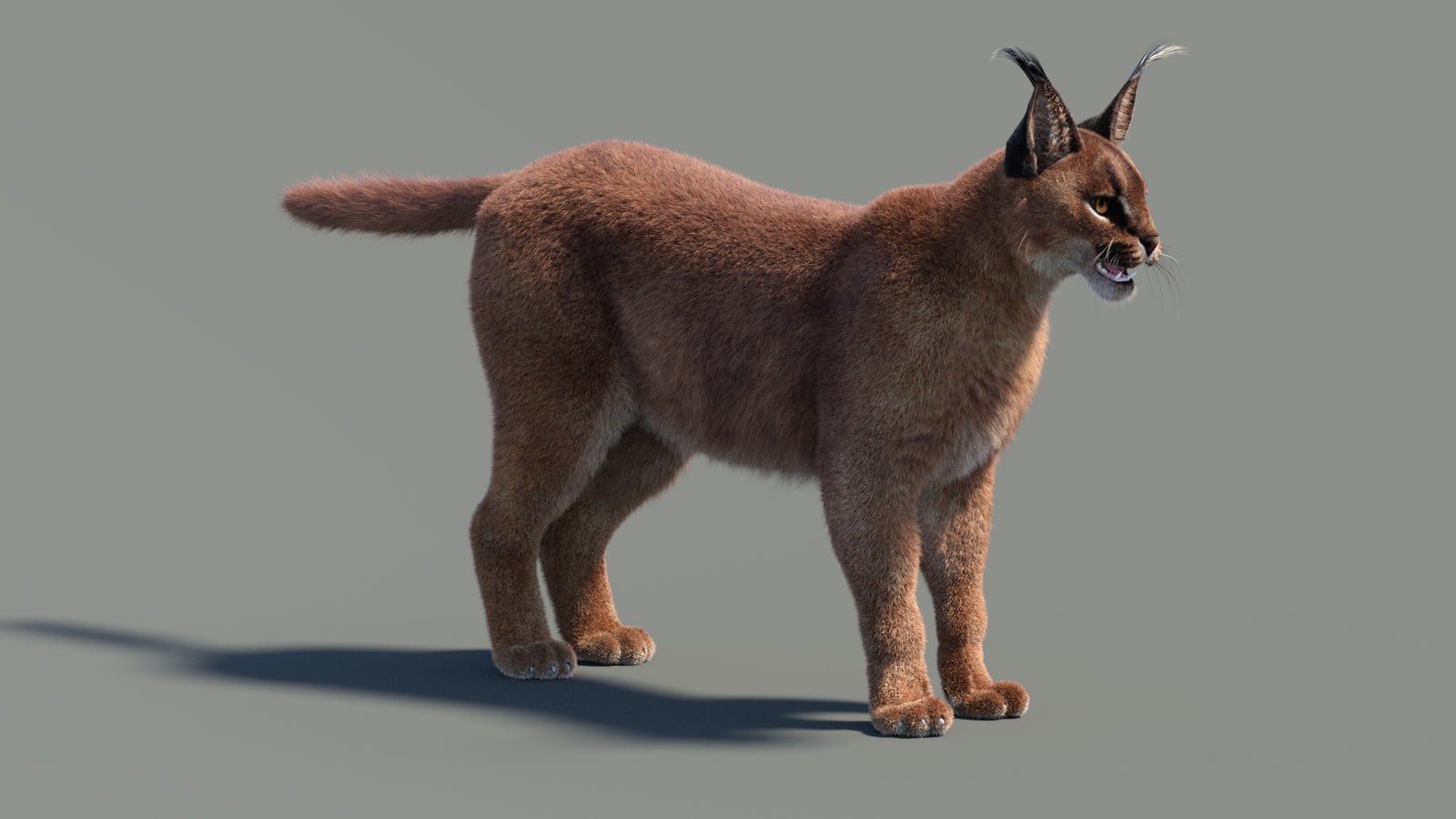 Caracal 3D Model Fur 360° view 1 frame 31