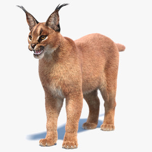 Realistic Caracal 3D Model with Fur Thumbnail