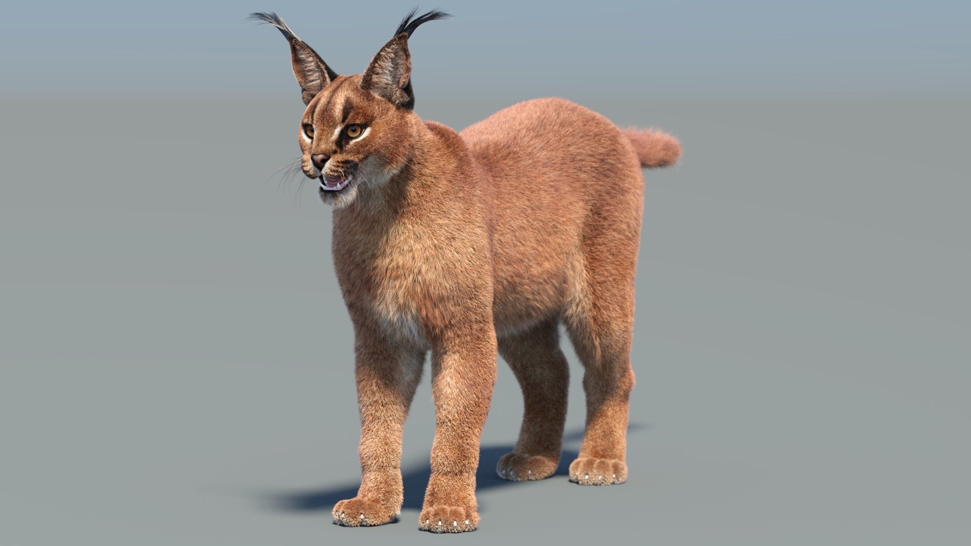 Realistic Caracal 3D Model with Fur