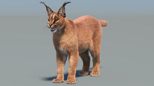 Realistic Caracal 3D Model with Fur Thumbnail