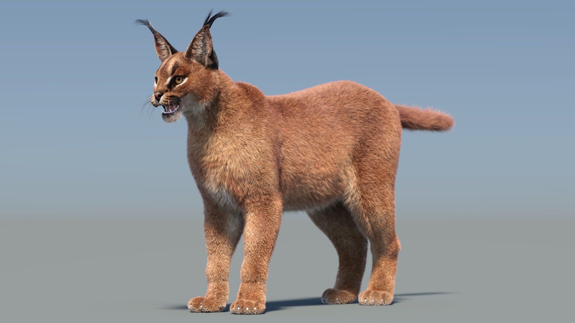 Caracal 3D Model with Realistic Fur 