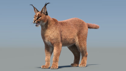 Caracal 3D Model with Realistic Fur 