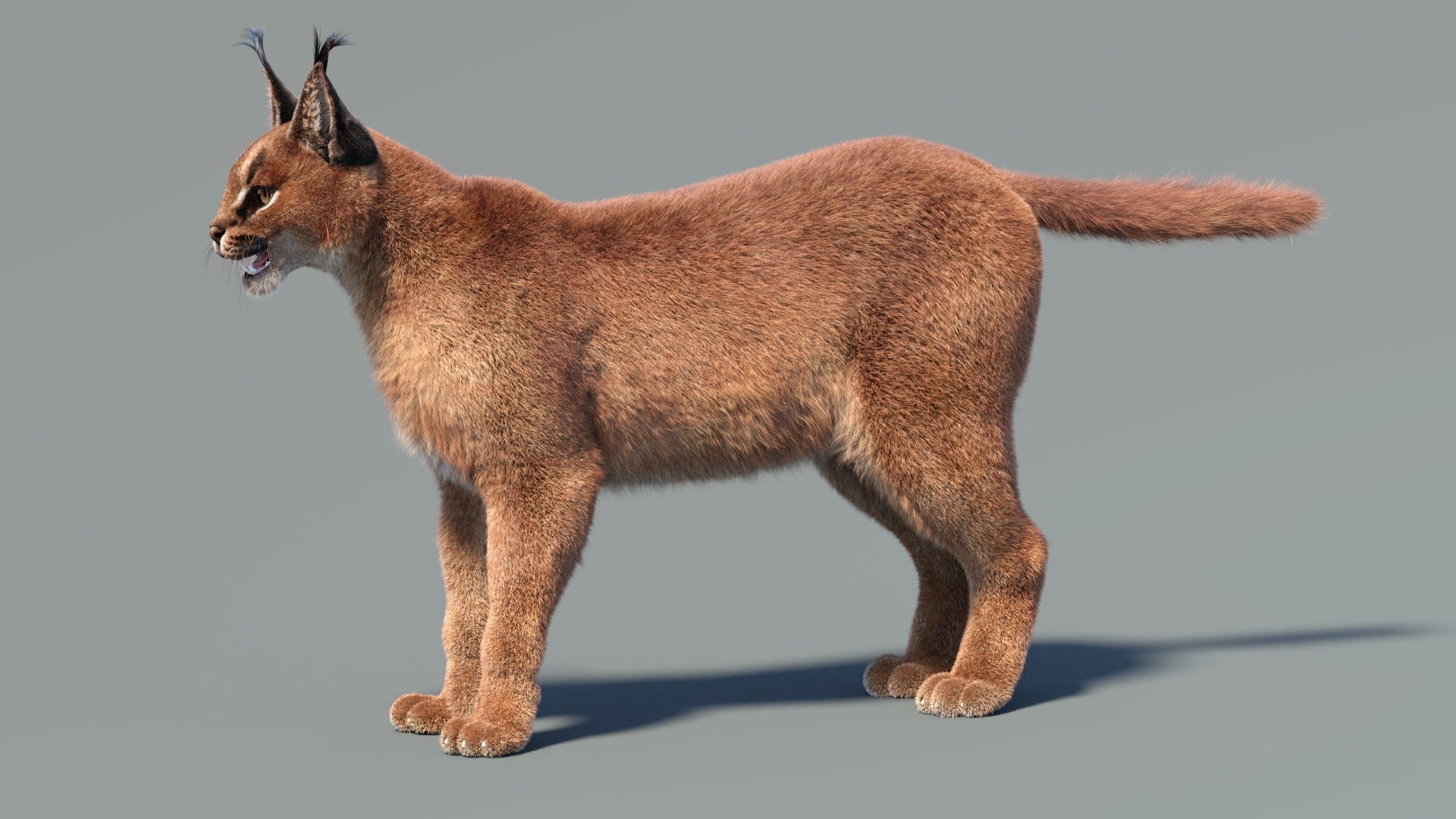 Realistic Caracal 3D Model with Fur
