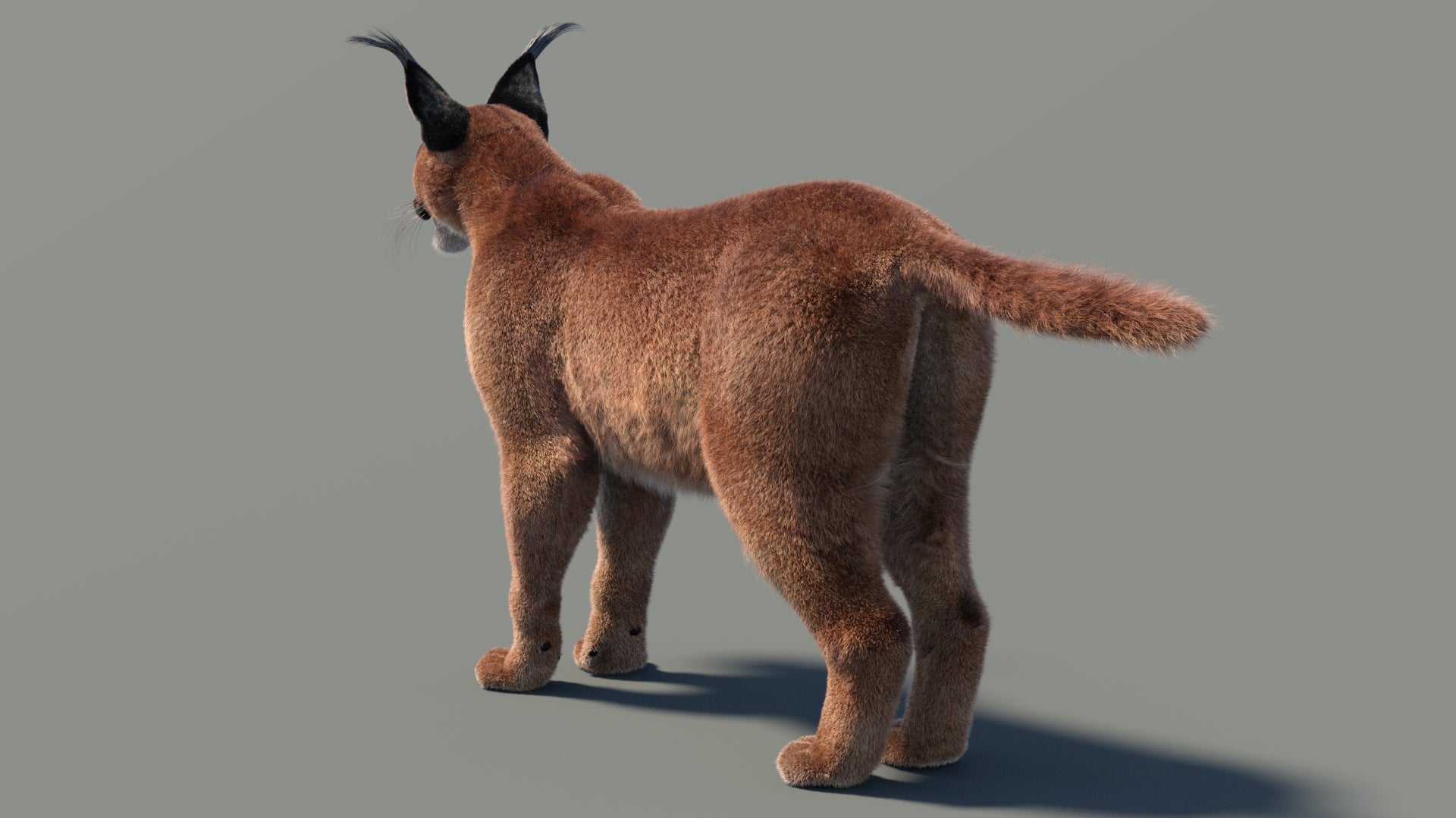 Caracal 3D Model with Fur view from Rear 