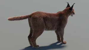 Caracal 3D Model with Fur for Download Thumbnail