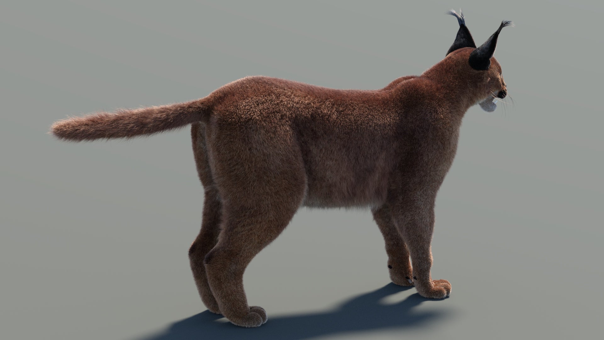Caracal 3D Model with Fur for Download