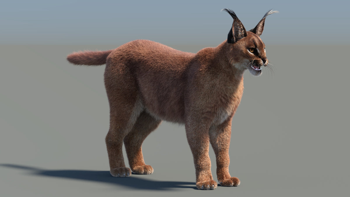 Caracal 3D Model with Realistic Groomed Fur