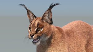 Realistic Cloase Up Caracal 3D Model with Fur for VFX and CGI Thumbnail