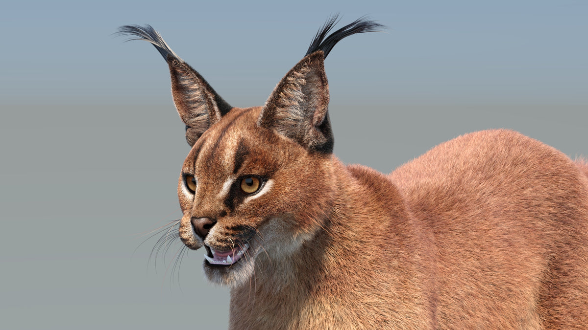 Realistic Cloase Up Caracal 3D Model with Fur for VFX and CGI