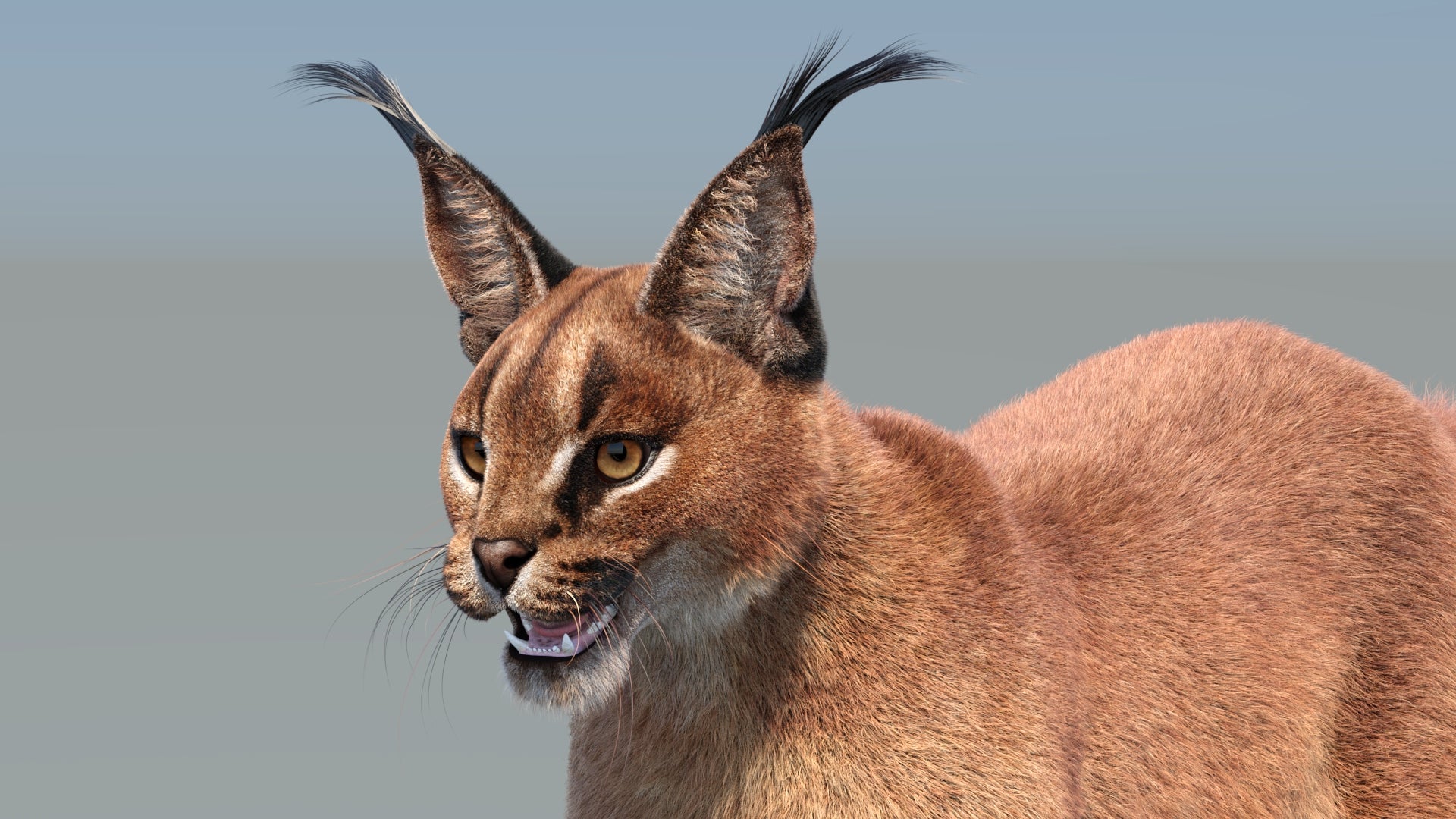 Realistic Cloase Up Caracal 3D Model with Fur for VFX and CGI