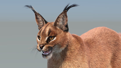 Caracal 3D Model with Fur