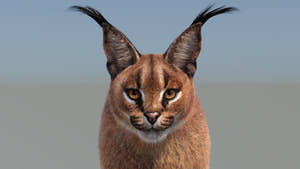 Realistic Caracal 3D Model with Fur Head Close Up Thumbnail