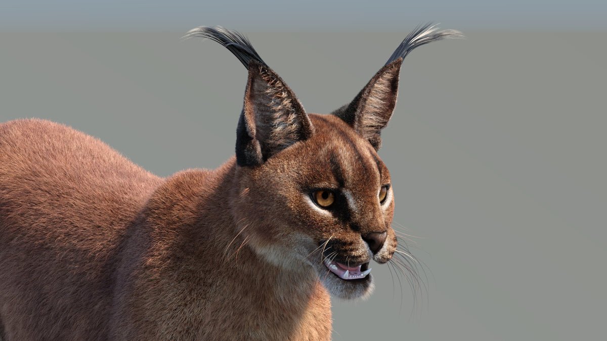 Realistic 3D Model of Caracal with Fur - Head Close Up 