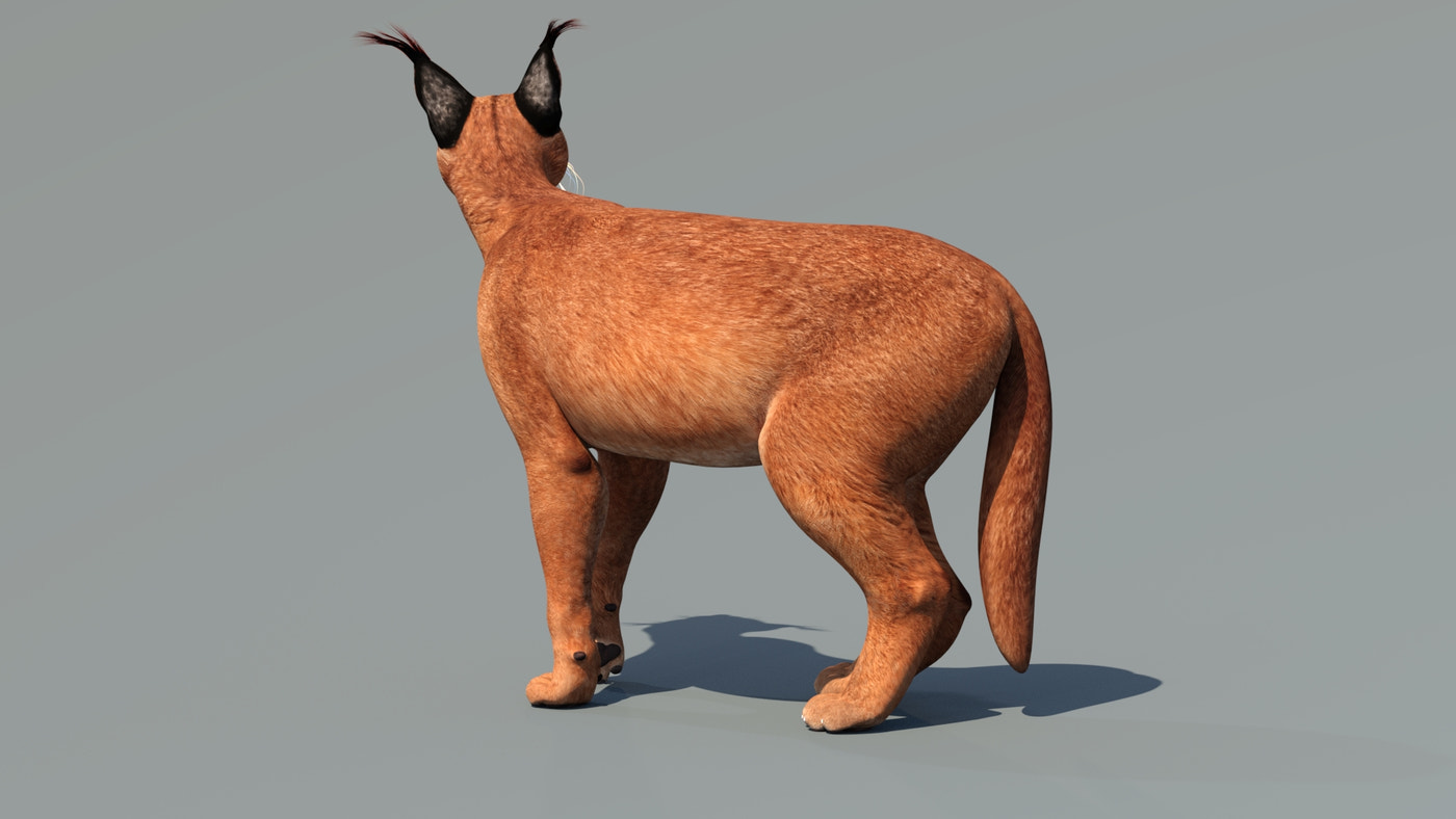 Rigged Caracal 3D Model - Game-Ready - 360 Degree View