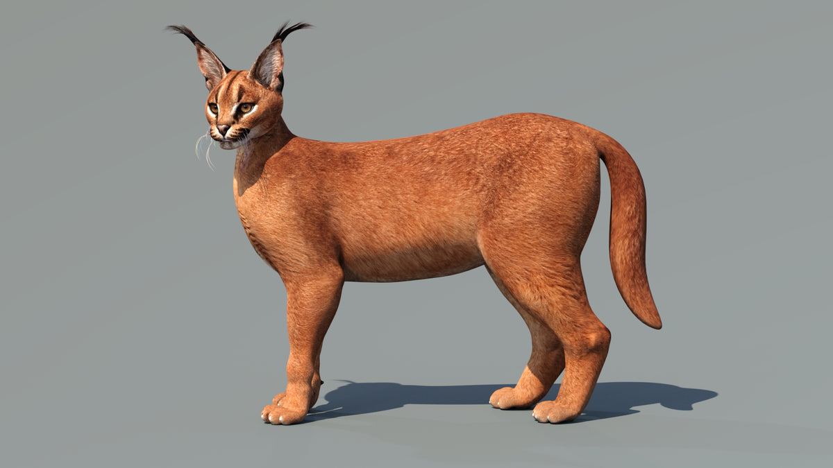 Animated Caracal 3D Model - Game-Ready - 360 Degree View