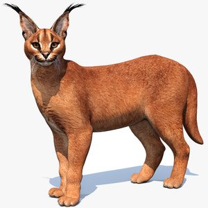 Realistic Caracal 3D Model Rigged for Download Thumbnail