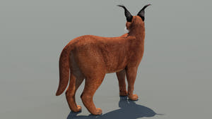 Caracal Rigged 3D Model for Download Thumbnail