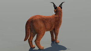 Caracal Rigged 3D Model for Download Thumbnail