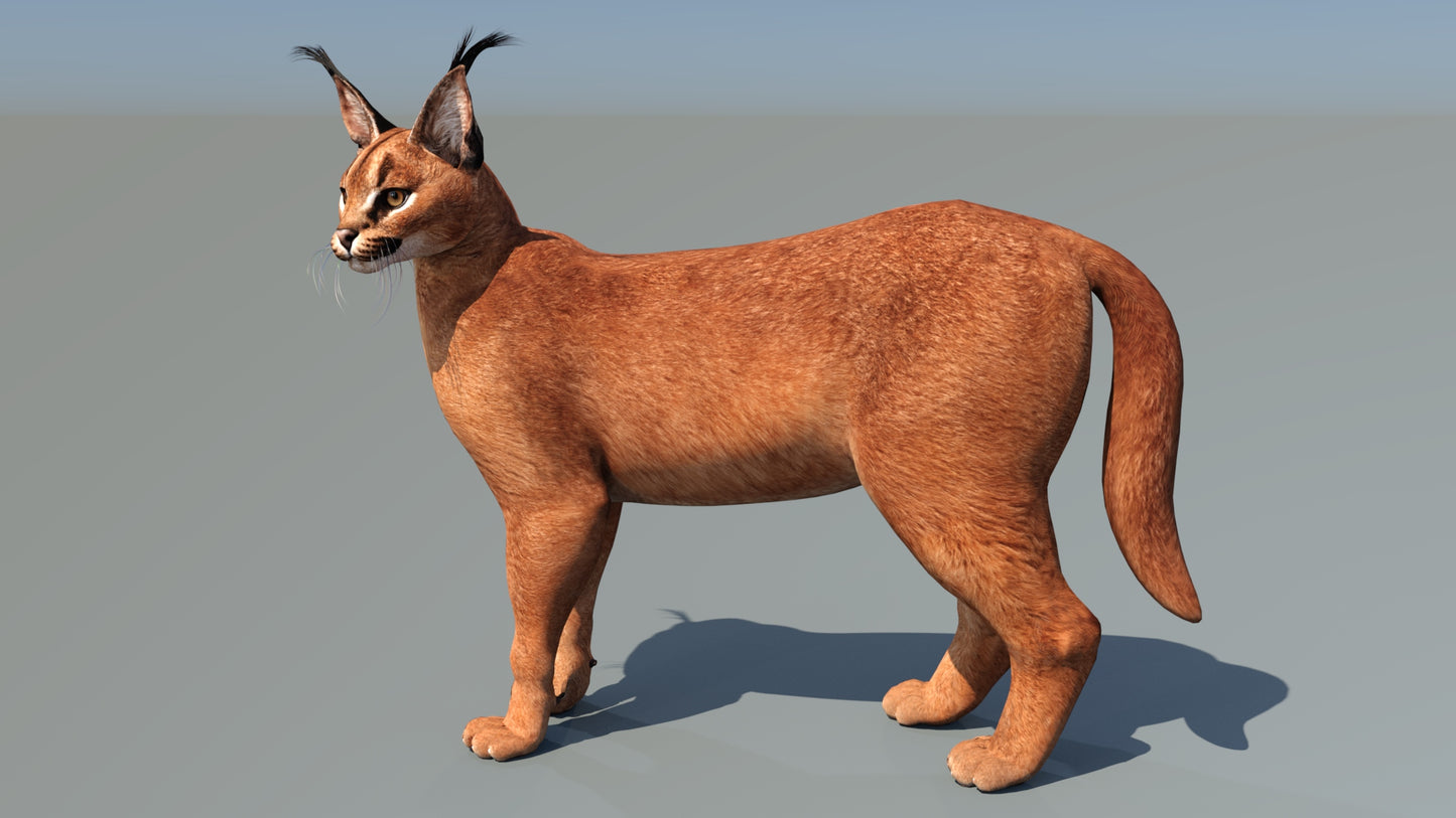 Caracal 3D Model with Rigging
