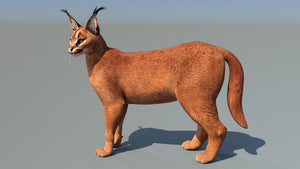 Caracal 3D Model with Rigging 3ds Max CAT Thumbnail