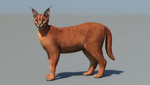 Animated Caracal Cat 3D Model Low Poly Thumbnail