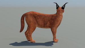 Realistic Caracal 3D Model for Game Thumbnail