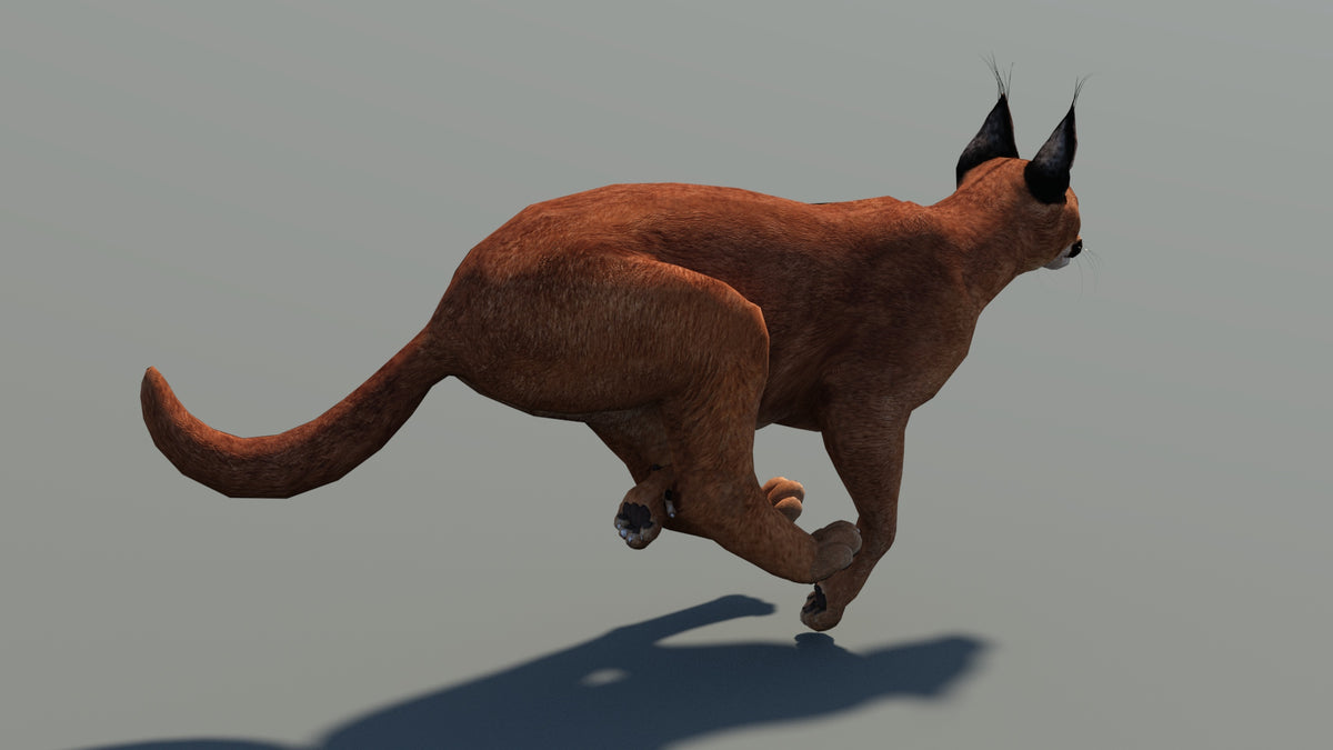 Caracal 3D model running on a gray background