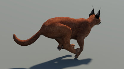Animated Caracal 3D Model Low Poly