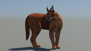 Caracal 3D Model Low Poly with Animations Thumbnail