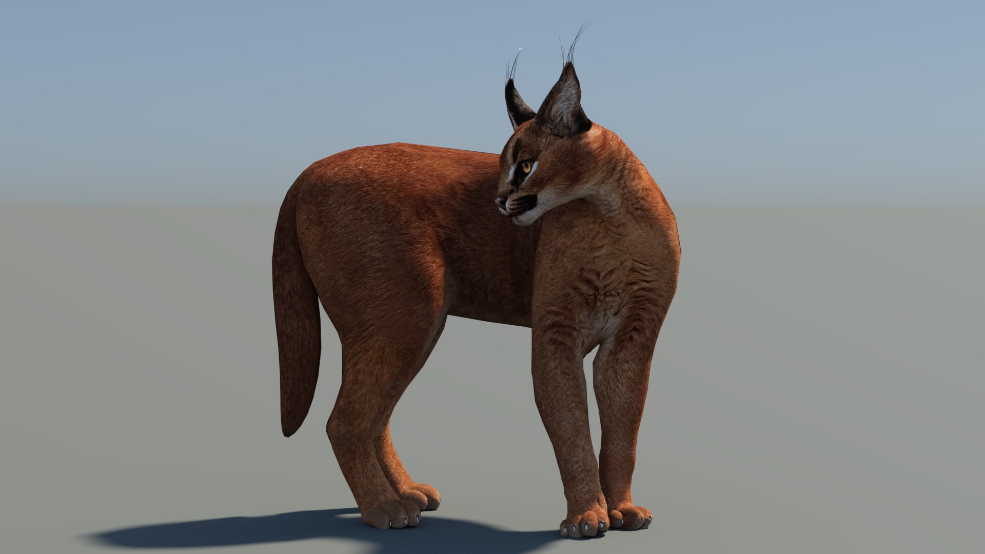 Caracal 3D Model Low Poly with Animations