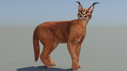 Caracal 3D Model Rigged