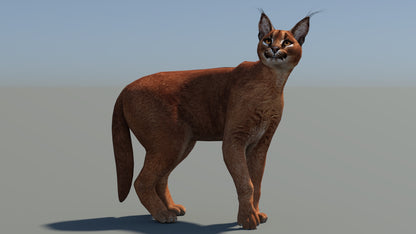 Animated Caracal 3D Model Low Poly