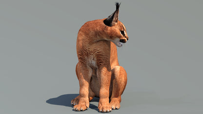 Caracal 3D Model Rigged