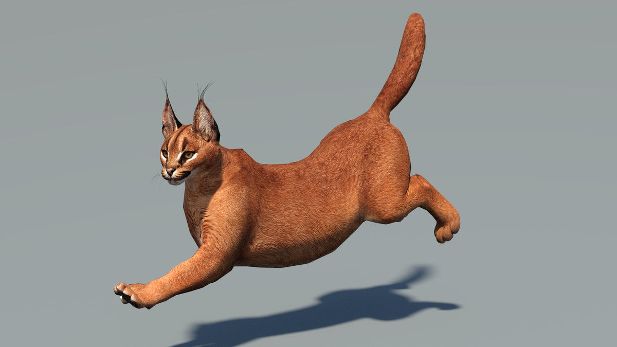 Caracal cat 3d model in mid-air on a gray background