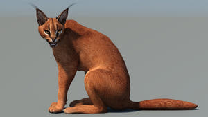 Sitting Caracal cat 3D model for game Thumbnail