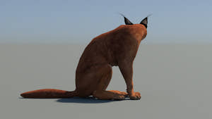 Sitting 3D model of a brown caracal on a gray background Thumbnail