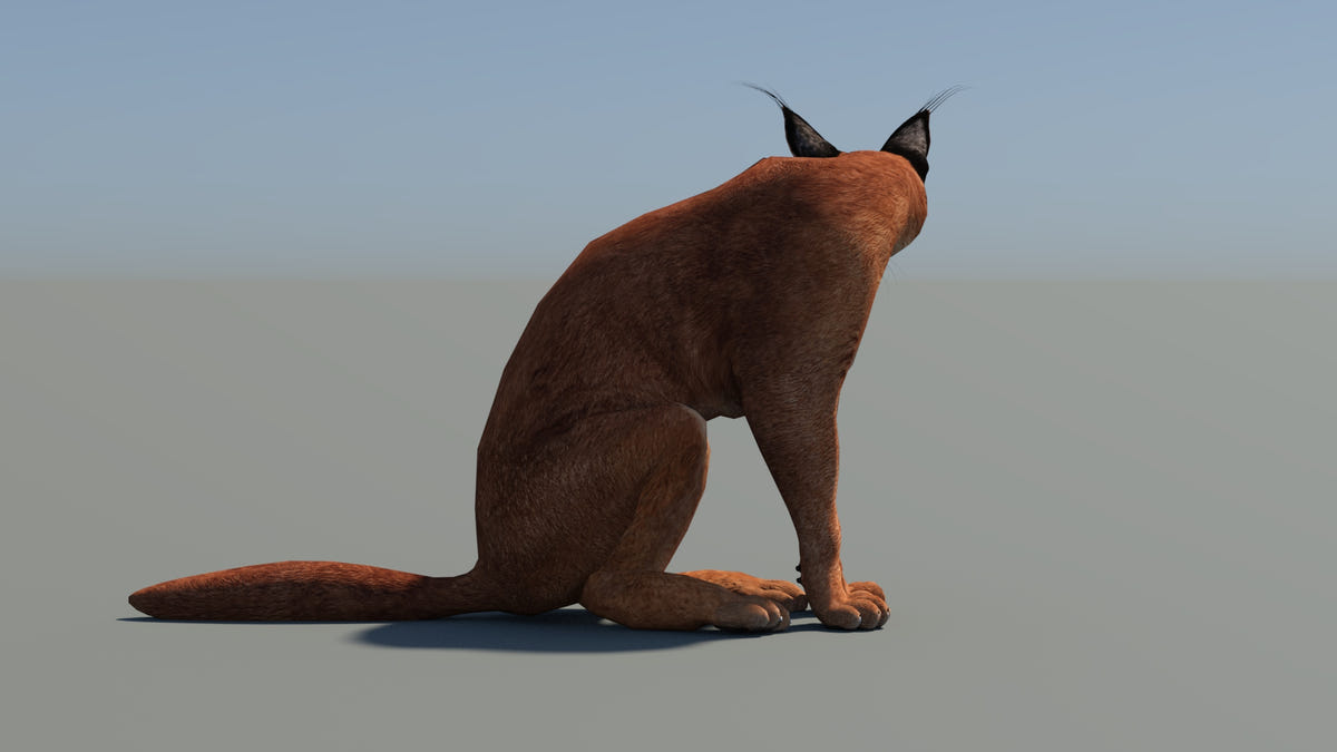 Sitting 3D model of a brown caracal on a gray background