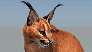 Realistic Caracal 3D Model for Video Project Thumbnail