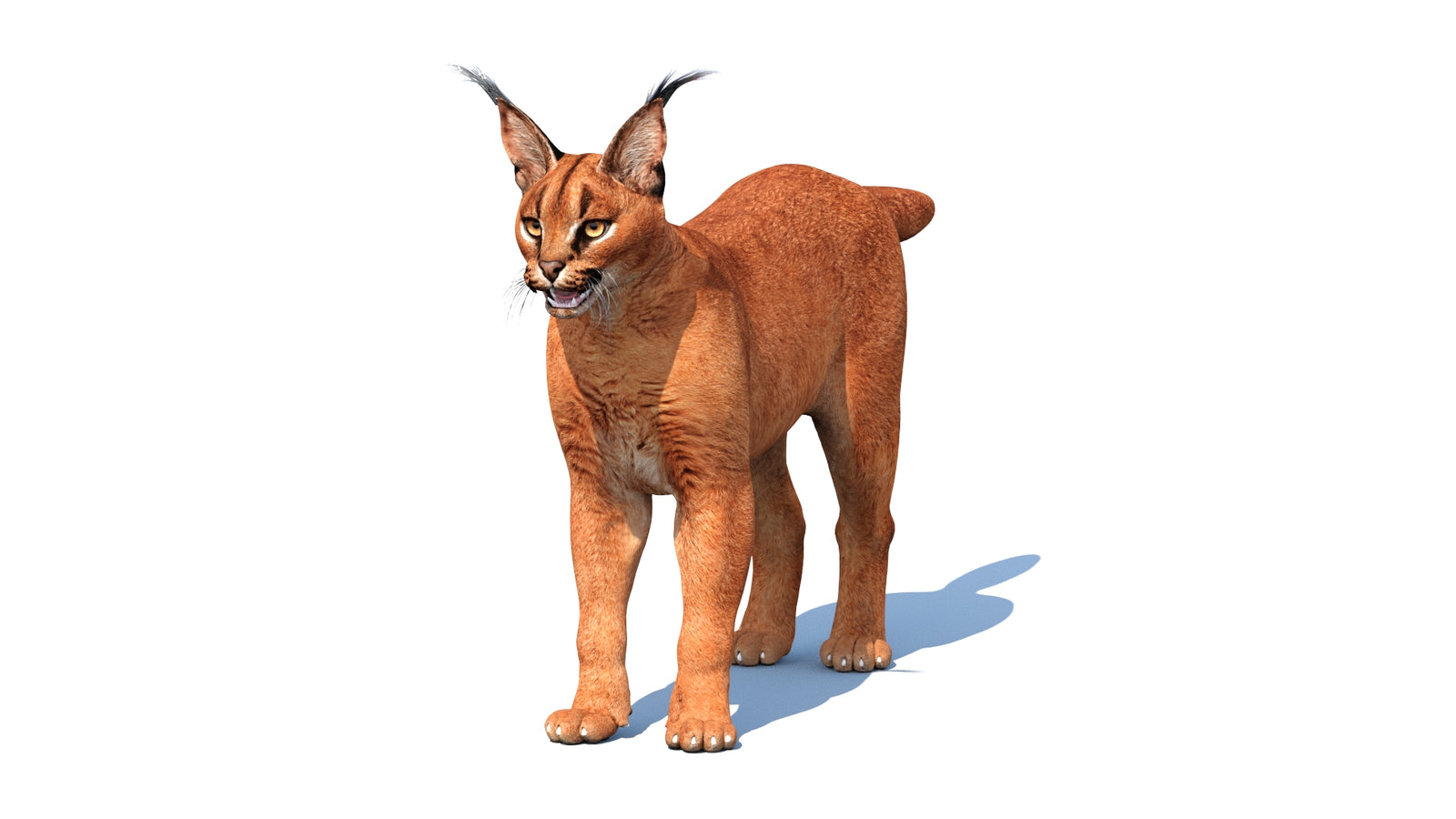 Caracal 3D Model Rigged 360° view 1 frame 2