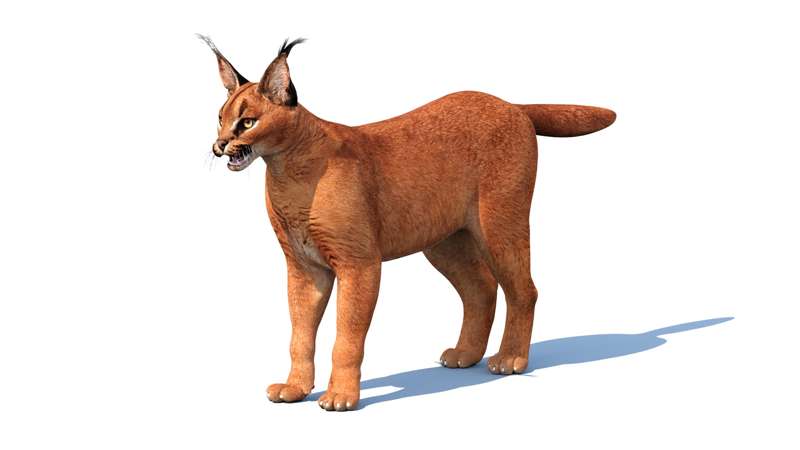 Caracal 3D Model Rigged 360° view 1 frame 4