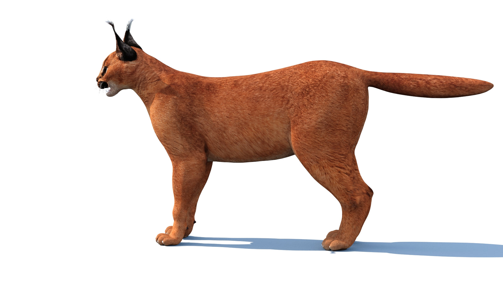 Caracal 3D Model Rigged 360° view 1 frame 10