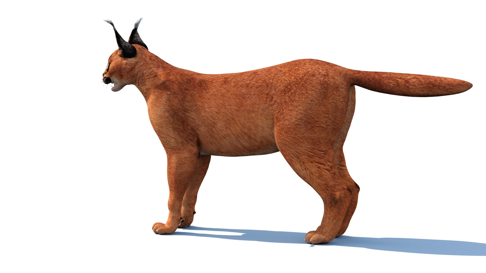 Caracal 3D Model Rigged 360° view 1 frame 11