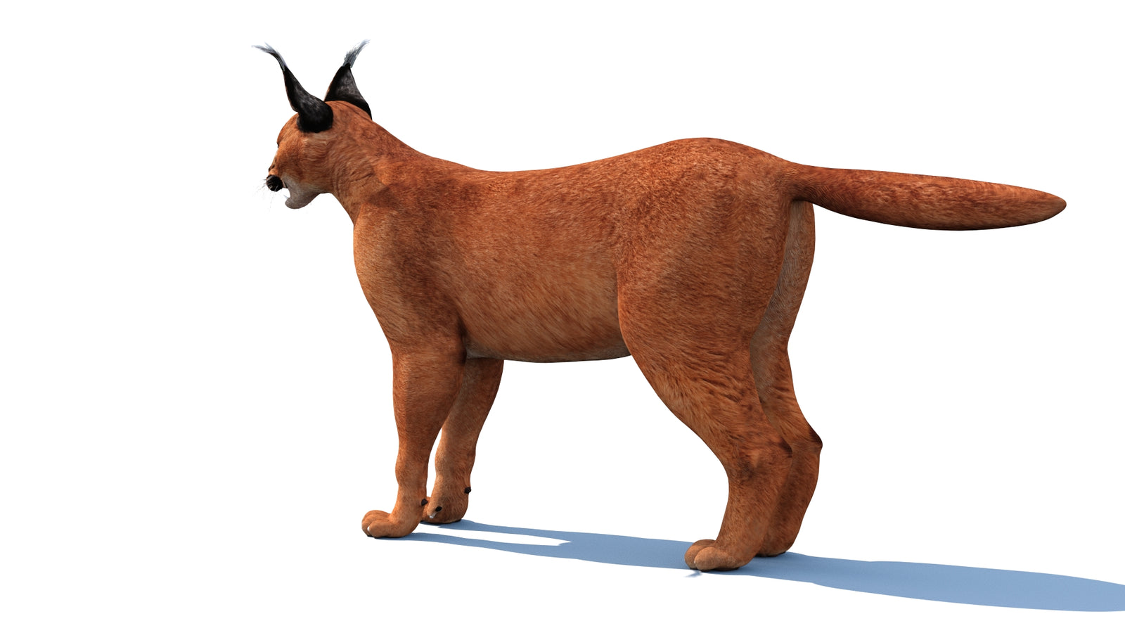 Caracal 3D Model Rigged 360° view 1 frame 12