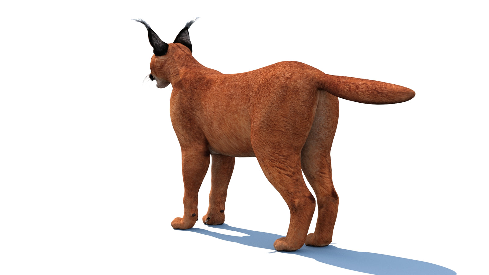 Caracal 3D Model Rigged 360° view 1 frame 14