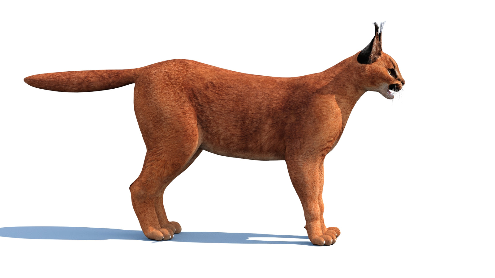 Caracal 3D Model Rigged 360° view 1 frame 28