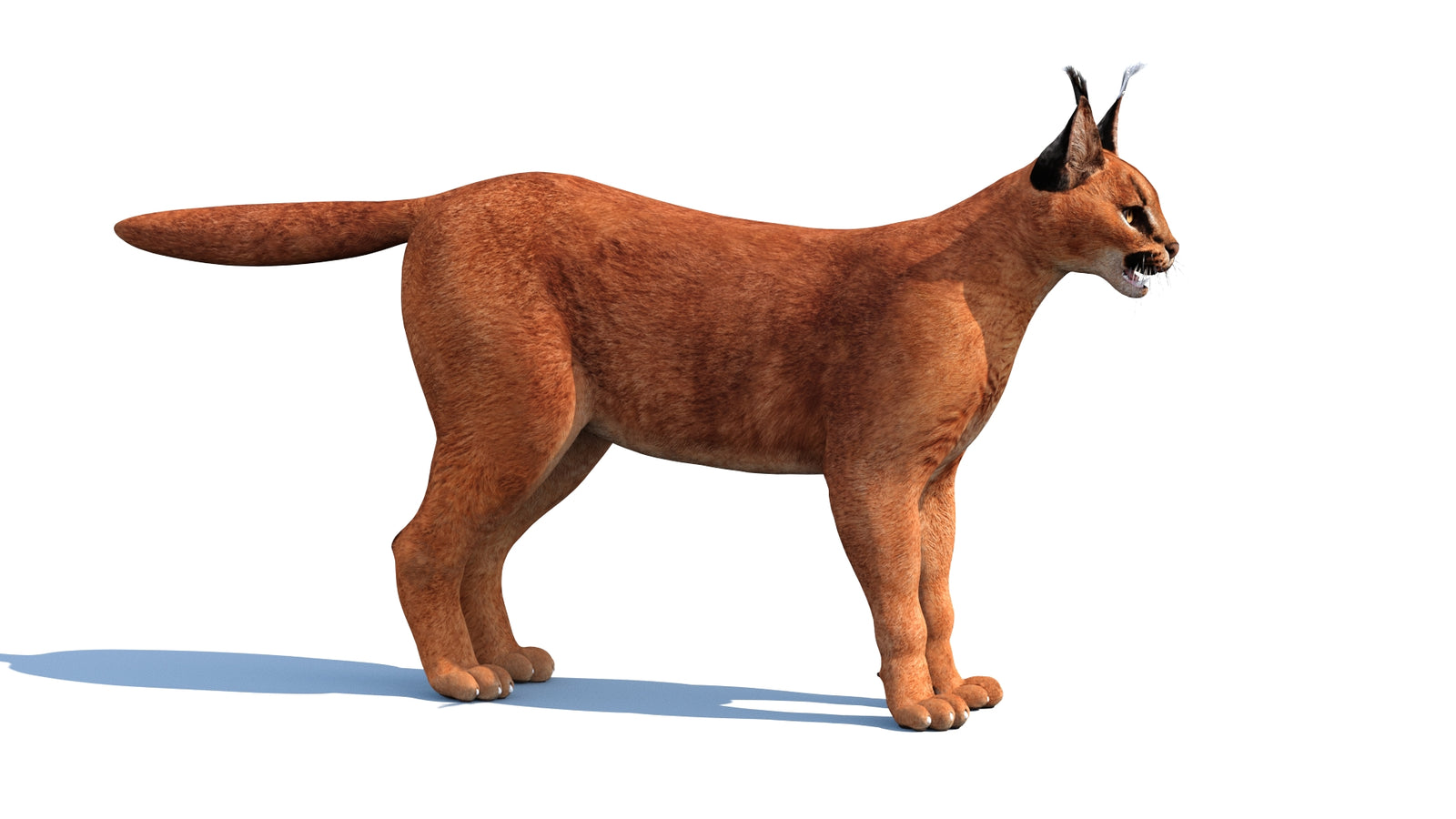 Caracal 3D Model Rigged 360° view 1 frame 29