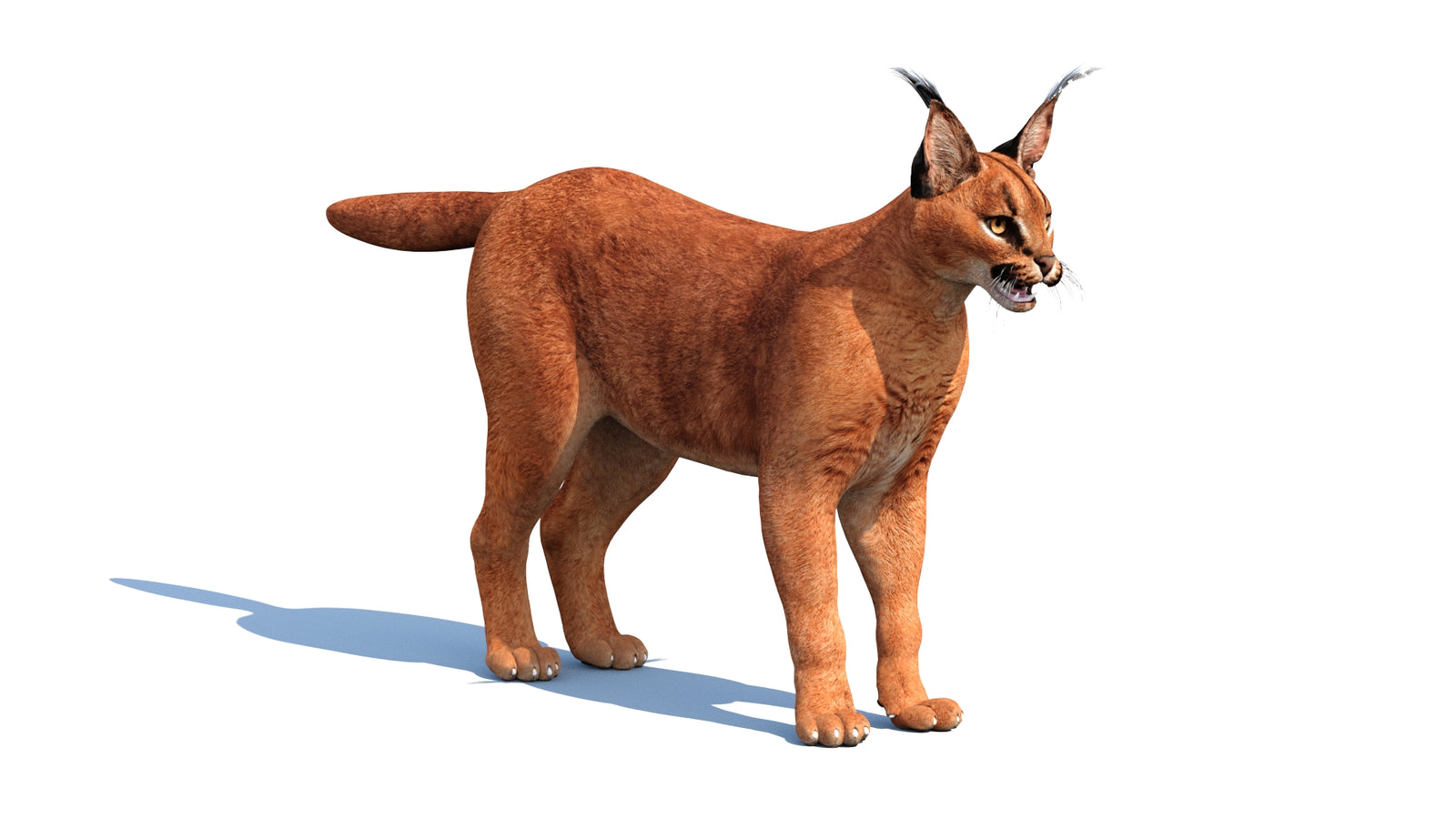 Caracal 3D Model Rigged 360° view 1 frame 32