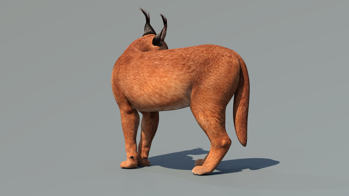 Animated Caracal 3D Model - Game-Ready - 360 Degree View