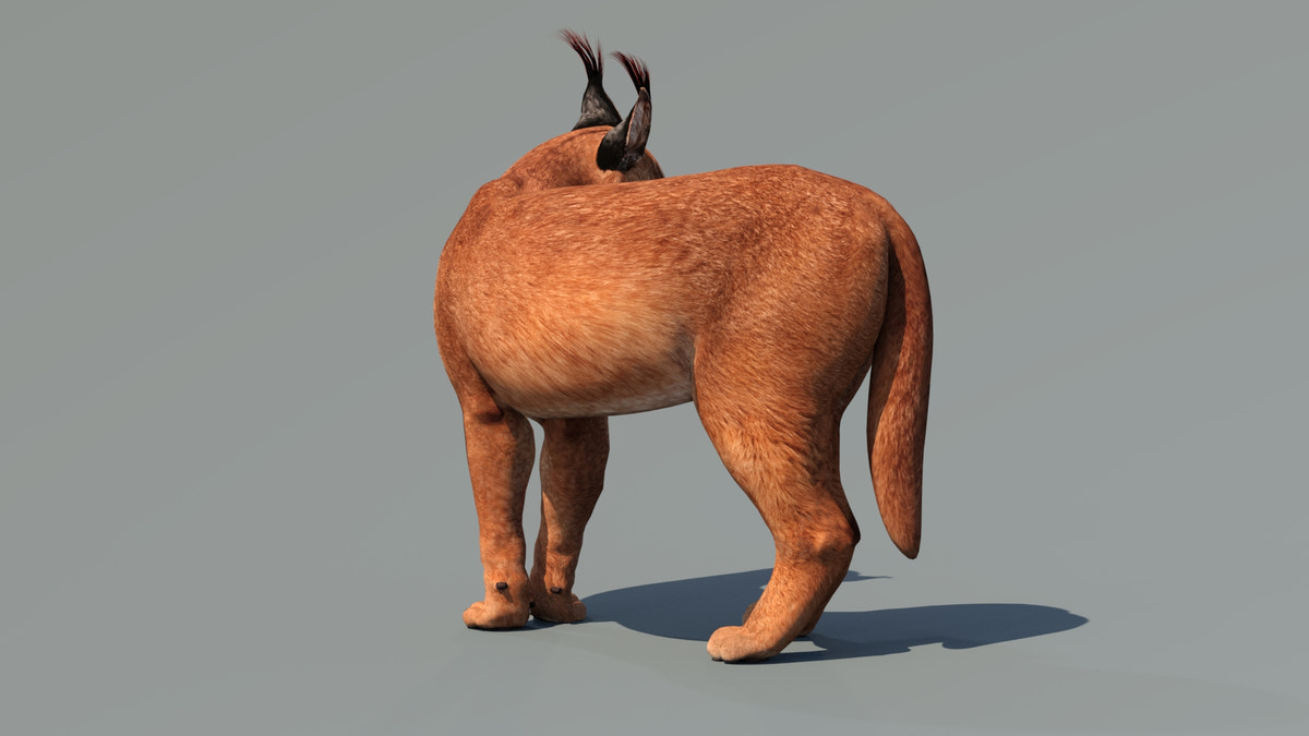 Caracal 3D Model Rigged - 360 Degree View